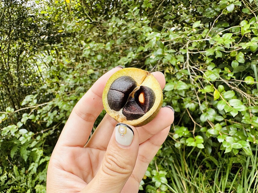 【蟬說：和社山林】教育中心四人房ｘ手作體驗│蟬說雅築ｘ泡山林秘境溫泉│深度走訪羅娜部落ｘ體驗木杵敲擊│梅子夢工廠ｘ梅精酵素霜淇淋