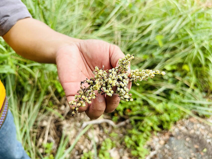 【蟬說：和社山林】教育中心四人房ｘ手作體驗│蟬說雅築ｘ泡山林秘境溫泉│深度走訪羅娜部落ｘ體驗木杵敲擊│梅子夢工廠ｘ梅精酵素霜淇淋