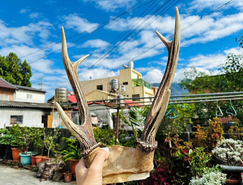 【蟬說：和社山林】教育中心四人房ｘ手作體驗│蟬說雅築ｘ泡山林秘境溫泉│深度走訪羅娜部落ｘ體驗木杵敲擊│梅子夢工廠ｘ梅精酵素霜淇淋