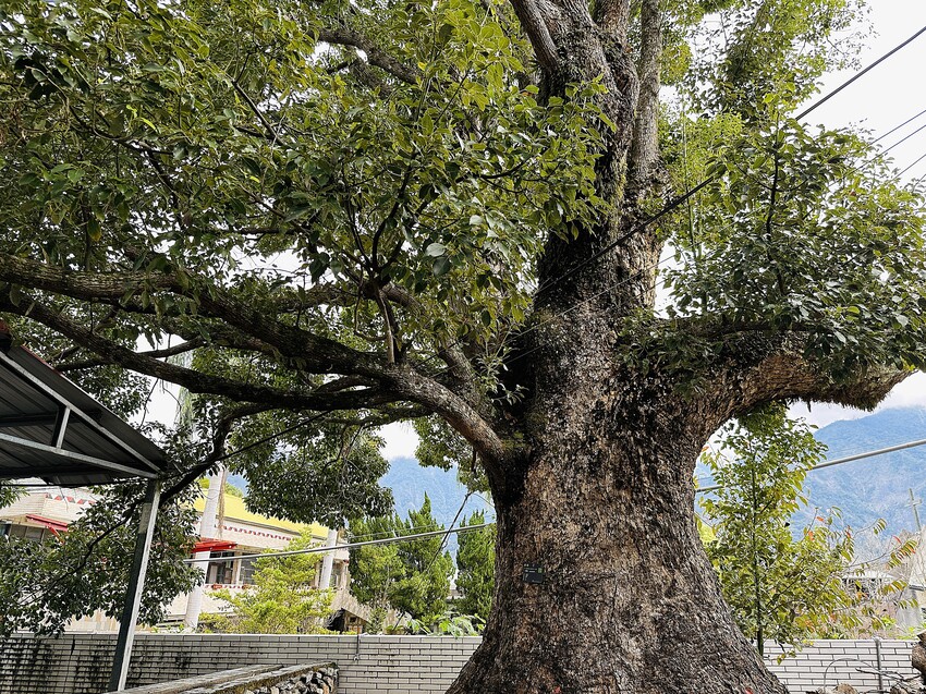 【蟬說：和社山林】教育中心四人房ｘ手作體驗│蟬說雅築ｘ泡山林秘境溫泉│深度走訪羅娜部落ｘ體驗木杵敲擊│梅子夢工廠ｘ梅精酵素霜淇淋