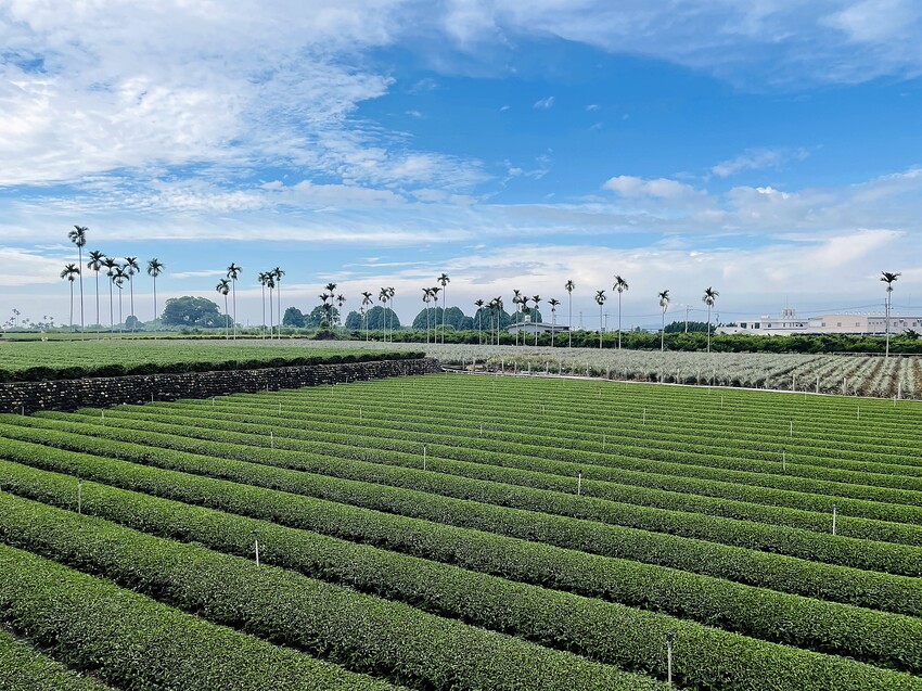 【茶二指故事館】南投名間熱門景點！巨型珍奶超好拍！買茶葉免費住「春秋茶事x彩虹水管屋」，獨家「白鷺紅茶拉麵」必吃！