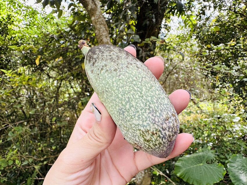 【蟬說：和社山林】教育中心四人房ｘ手作體驗│蟬說雅築ｘ泡山林秘境溫泉│深度走訪羅娜部落ｘ體驗木杵敲擊│梅子夢工廠ｘ梅精酵素霜淇淋