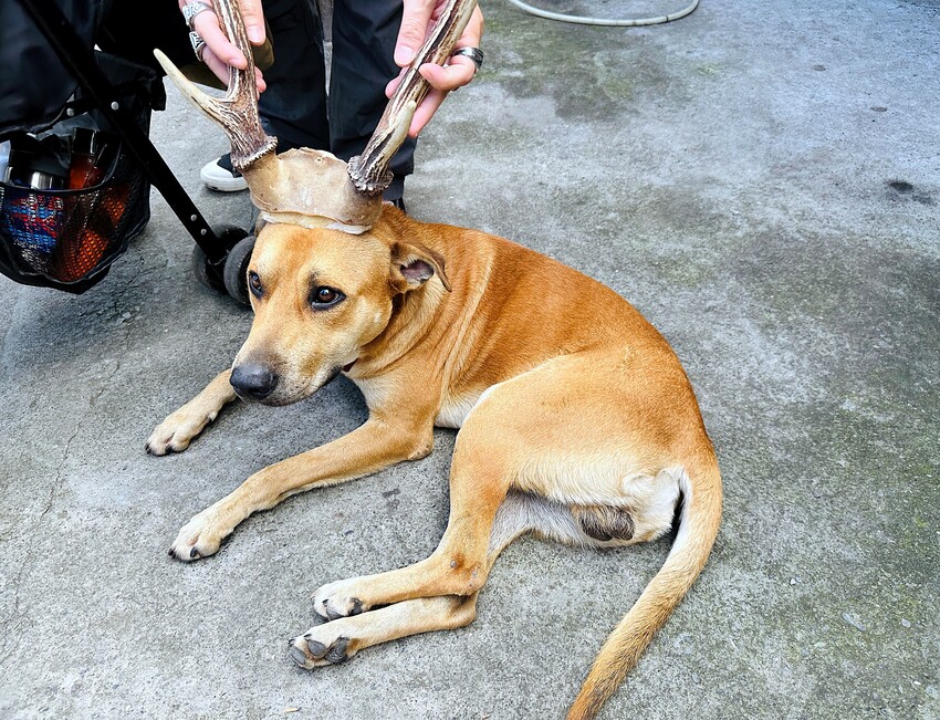 【蟬說：和社山林】教育中心四人房ｘ手作體驗│蟬說雅築ｘ泡山林秘境溫泉│深度走訪羅娜部落ｘ體驗木杵敲擊│梅子夢工廠ｘ梅精酵素霜淇淋