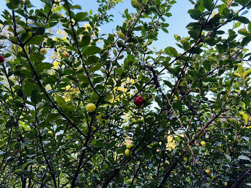 【蟬說：和社山林】教育中心四人房ｘ手作體驗│蟬說雅築ｘ泡山林秘境溫泉│深度走訪羅娜部落ｘ體驗木杵敲擊│梅子夢工廠ｘ梅精酵素霜淇淋