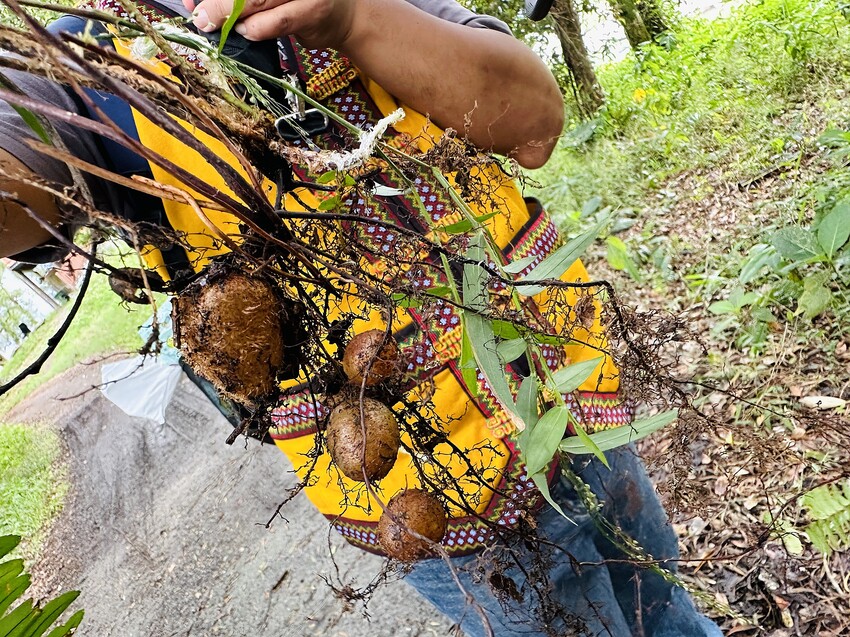 【蟬說：和社山林】教育中心四人房ｘ手作體驗│蟬說雅築ｘ泡山林秘境溫泉│深度走訪羅娜部落ｘ體驗木杵敲擊│梅子夢工廠ｘ梅精酵素霜淇淋