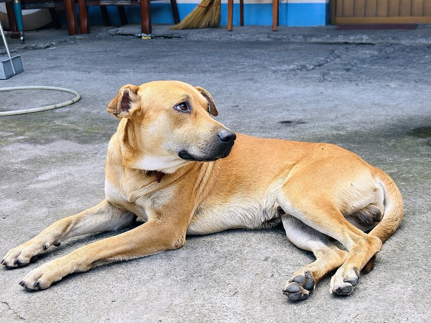 【蟬說：和社山林】教育中心四人房ｘ手作體驗│蟬說雅築ｘ泡山林秘境溫泉│深度走訪羅娜部落ｘ體驗木杵敲擊│梅子夢工廠ｘ梅精酵素霜淇淋