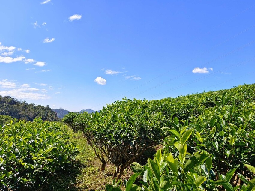 380198.jpg - 【南投】全台最親民的散步小百岳no49。日月潭貓囒山1.35k飽覽超美日月潭日出風光