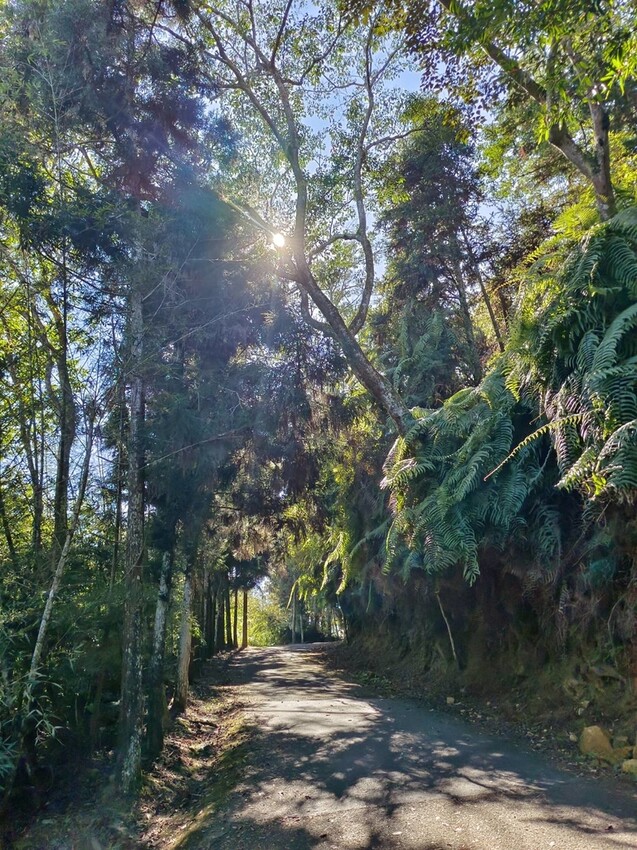 380207.jpg - 【南投】全台最親民的散步小百岳no49。日月潭貓囒山1.35k飽覽超美日月潭日出風光