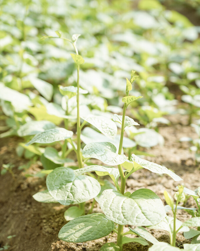 屏東親子行程｜2022青農領航 十大食農體驗經典路線 萬丹777 一騎遊竹林 體驗不一樣的萬丹一日遊29.jpg