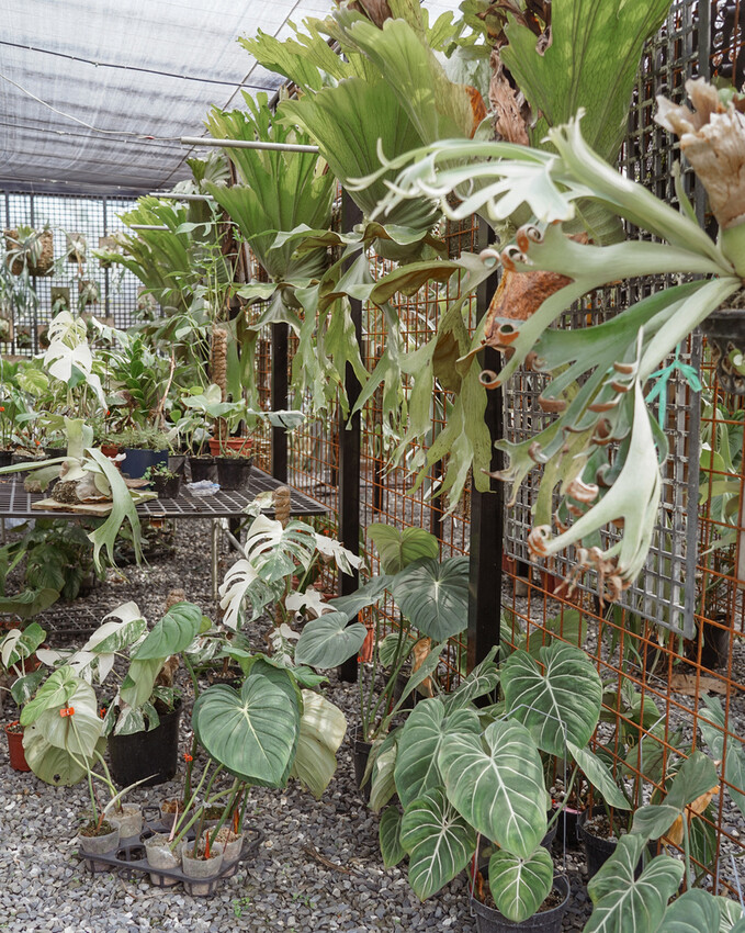 屏東親子行程｜2022青農領航 十大食農體驗經典路線 萬丹777 一騎遊竹林 體驗不一樣的萬丹一日遊33A.jpg