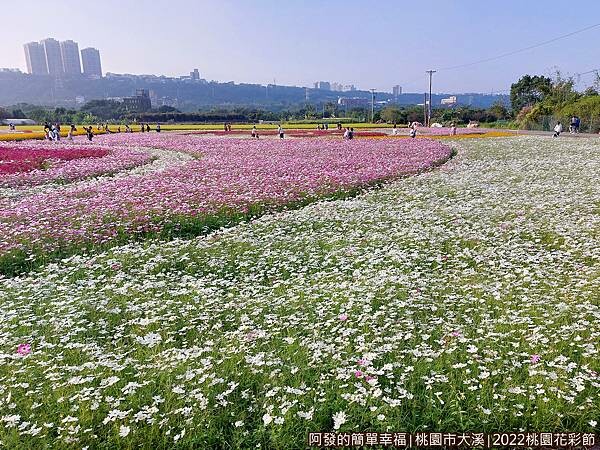 2022桃園花彩節02-遼闊的花海.jpg