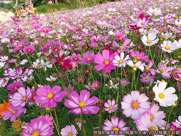 2022桃園花彩節09-花海特寫.jpg