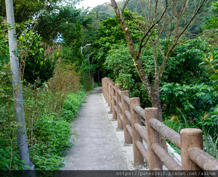 七堵瑪陵櫻花步道 (2).JPG 七堵瑪陵櫻花步道 (2).JPG