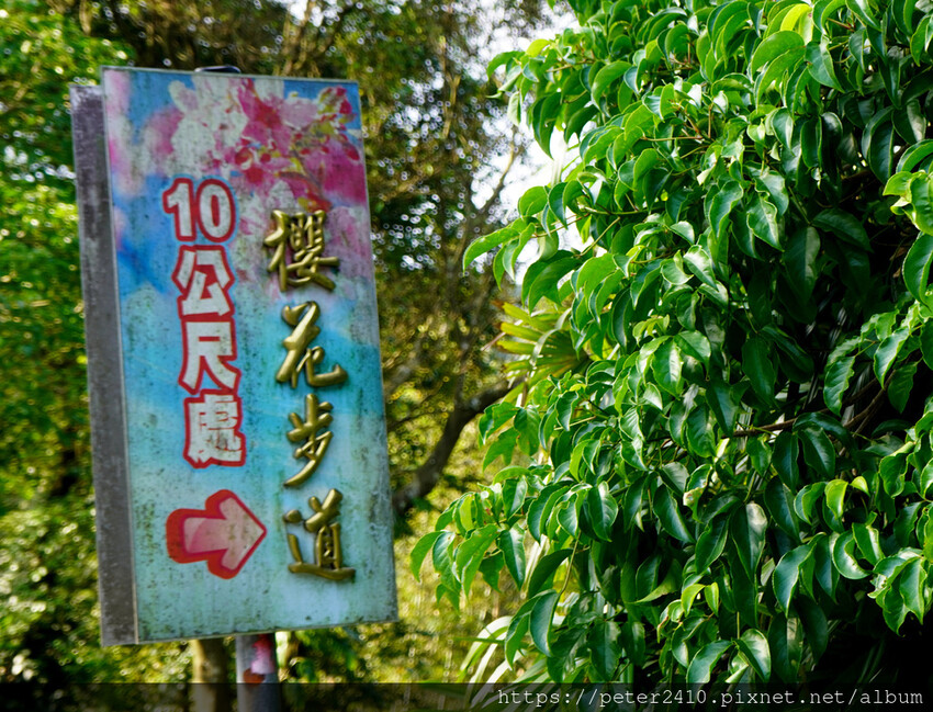 七堵瑪陵櫻花步道 (1).JPG 七堵瑪陵櫻花步道 (1).JPG