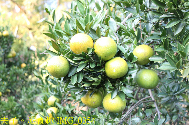 IMG_0354.jpg - 廖仁立農園 20221114