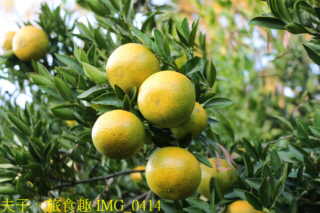 IMG_0414.jpg - 廖仁立農園 20221114
