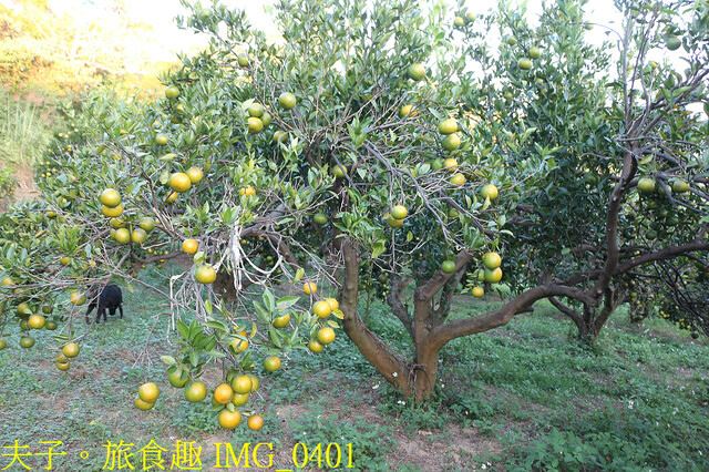 IMG_0401.jpg - 廖仁立農園 20221114