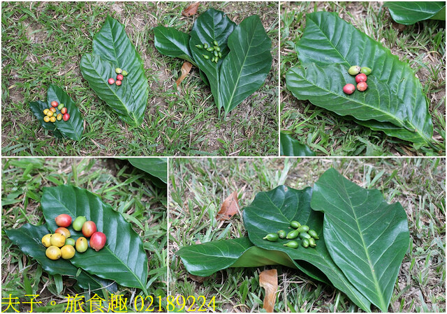 02189224.jpg - 谷泉咖啡莊園 20221105