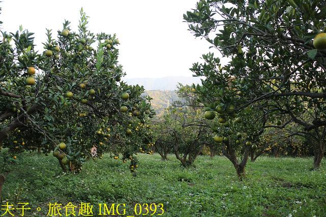 IMG_0393.jpg - 廖仁立農園 20221114