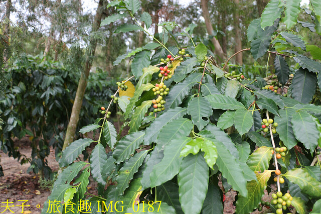 IMG_0187.jpg - 谷泉咖啡莊園 20221105