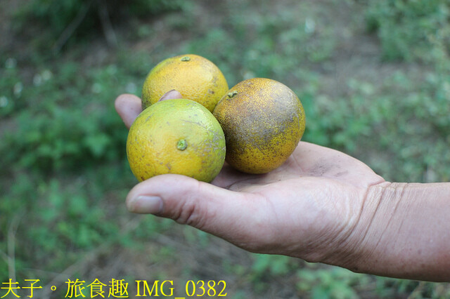 IMG_0382.jpg - 廖仁立農園 20221114