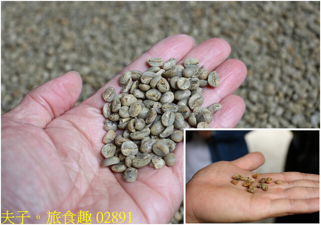 02891.jpg - 谷泉咖啡莊園 20221105