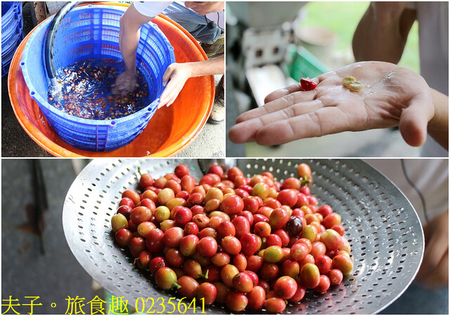 0235641.jpg - 谷泉咖啡莊園 20221105