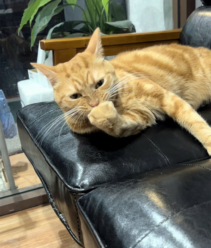 【美髮】Karso hair 客製化髮型服務，變身更美的自己！喵喵做陪，超療癒！【台師大美髮】【台電大樓髮型】台師大染燙推薦