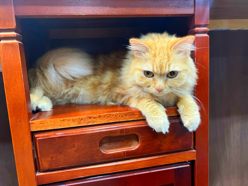 【美髮】Karso hair 客製化髮型服務，變身更美的自己！喵喵做陪，超療癒！【台師大美髮】【台電大樓髮型】台師大染燙推薦