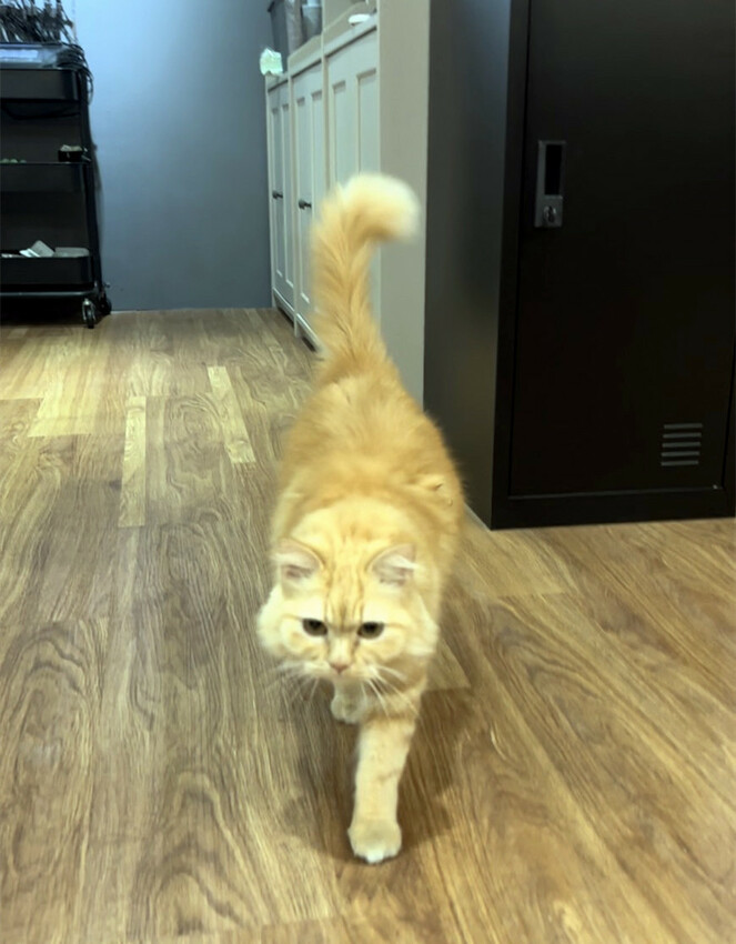 【美髮】Karso hair 客製化髮型服務，變身更美的自己！喵喵做陪，超療癒！【台師大美髮】【台電大樓髮型】台師大染燙推薦