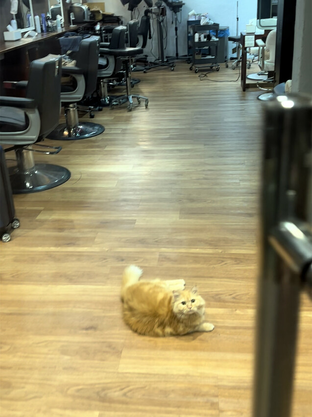 【美髮】Karso hair 客製化髮型服務，變身更美的自己！喵喵做陪，超療癒！【台師大美髮】【台電大樓髮型】台師大染燙推薦