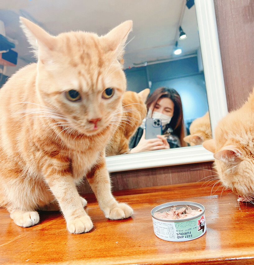 【美髮】Karso hair 客製化髮型服務，變身更美的自己！喵喵做陪，超療癒！【台師大美髮】【台電大樓髮型】台師大染燙推薦