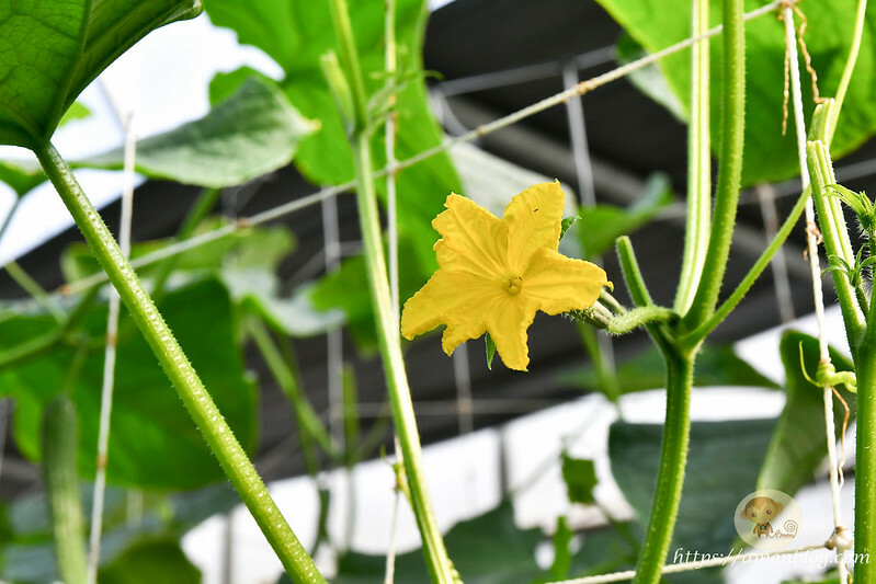 嘉義一日遊推薦|嘉義深度旅遊景點懶人包，4個親子私房景點，好瓜造智慧農場、大溪社區、紅磚厝社區、精忠社
