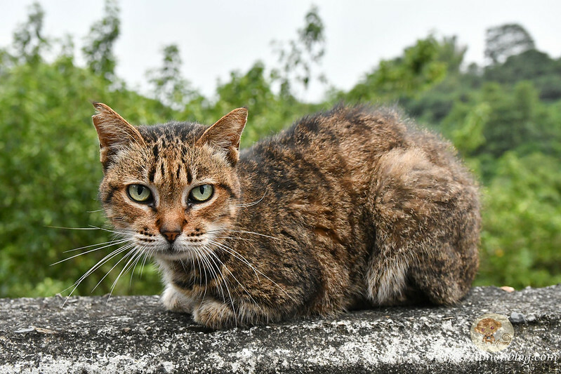 嘉義一日遊推薦|嘉義深度旅遊景點懶人包，4個親子私房景點，好瓜造智慧農場、大溪社區、紅磚厝社區、精忠社