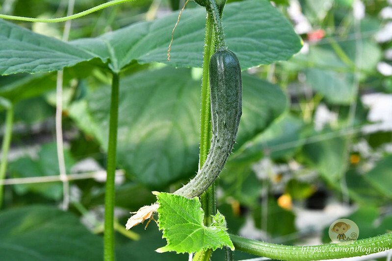 嘉義一日遊推薦|嘉義深度旅遊景點懶人包，4個親子私房景點，好瓜造智慧農場、大溪社區、紅磚厝社區、精忠社