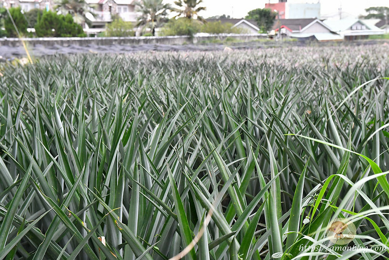 嘉義一日遊推薦|嘉義深度旅遊景點懶人包，4個親子私房景點，好瓜造智慧農場、大溪社區、紅磚厝社區、精忠社