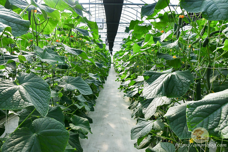 嘉義一日遊推薦|嘉義深度旅遊景點懶人包，4個親子私房景點，好瓜造智慧農場、大溪社區、紅磚厝社區、精忠社