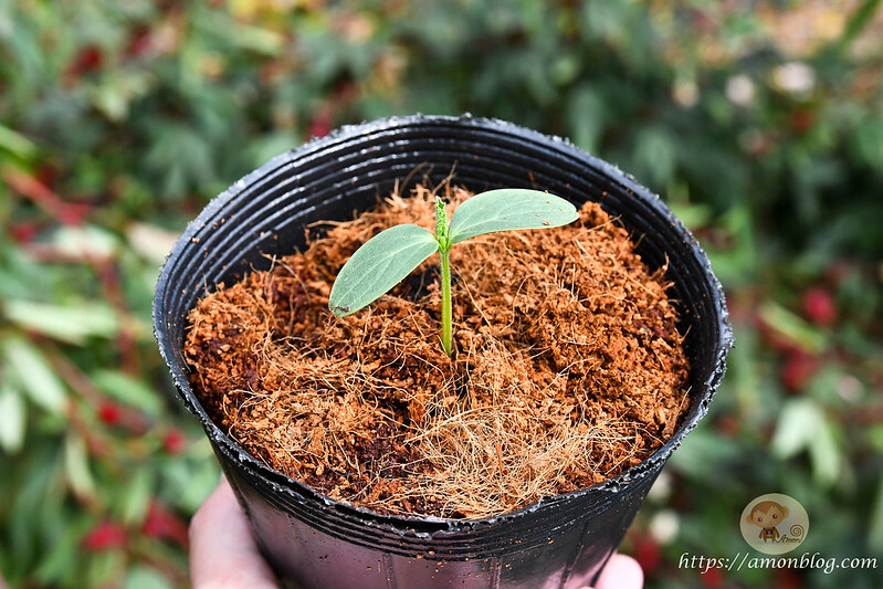 嘉義一日遊推薦|嘉義深度旅遊景點懶人包，4個親子私房景點，好瓜造智慧農場、大溪社區、紅磚厝社區、精忠社