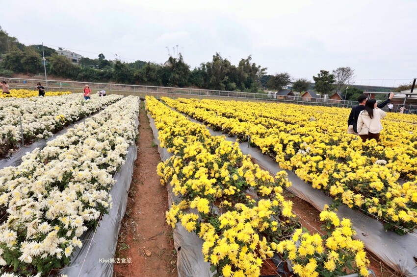 苗栗一日遊|跨縣市玩苗栗3個景點3個美食,苗栗景點大玩銅鑼杭菊季.三義私房景點.大湖泡湯玩不完!