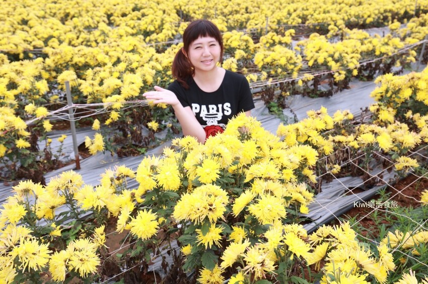 苗栗一日遊|跨縣市玩苗栗3個景點3個美食,苗栗景點大玩銅鑼杭菊季.三義私房景點.大湖泡湯玩不完!