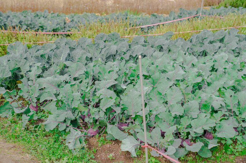 土土 atelier 토토아뜰리에手作甜點 X魔王 濟州島人氣DIY甜點店 濟州島旅遊推薦景點