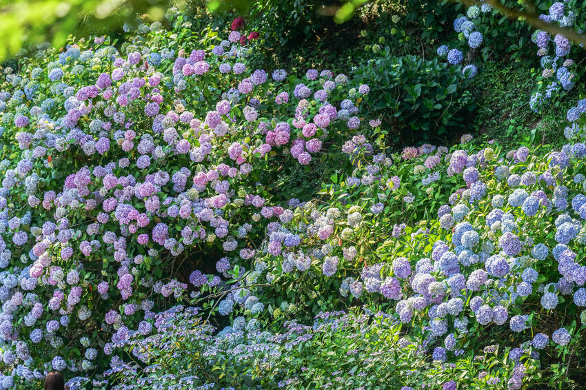濟州島君悅酒店 Ｘ魔王 濟州島五星級最高天際酒店 房型介紹 虎航直飛濟州島只要100分鐘！
