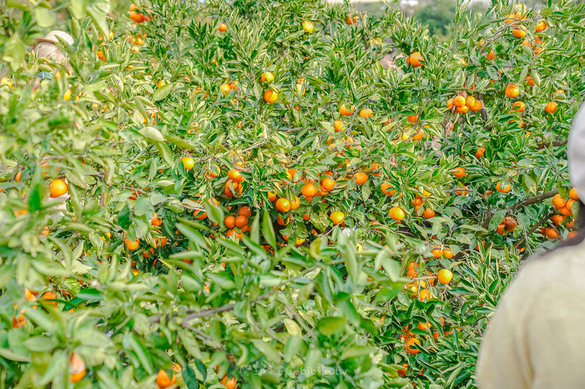 土土 atelier 토토아뜰리에手作甜點 X魔王 濟州島人氣DIY甜點店 濟州島旅遊推薦景點