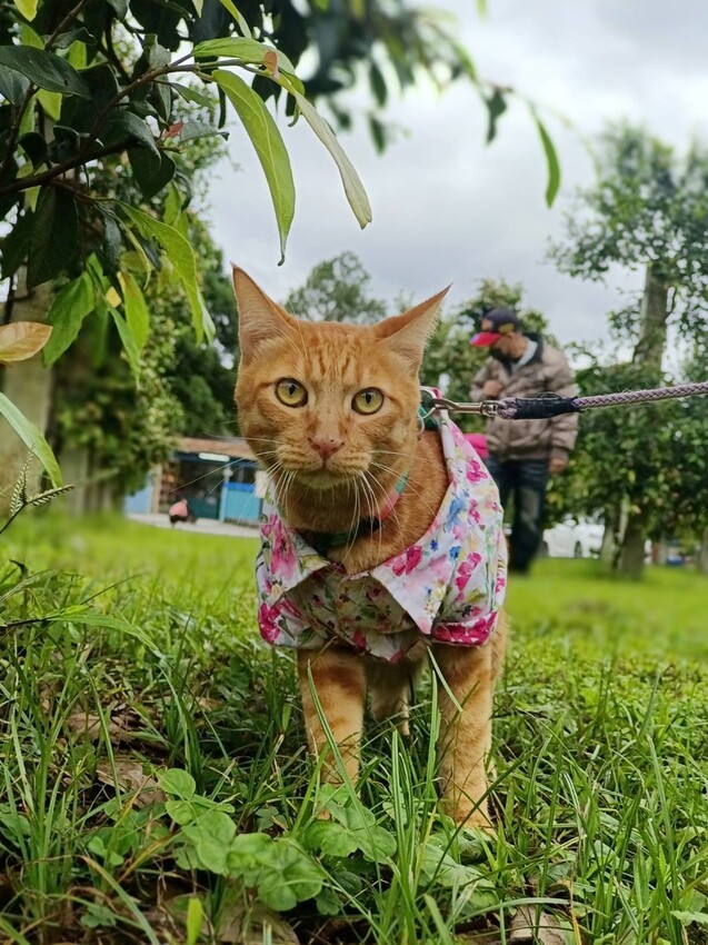 390703.jpg - 【宜蘭.員山】太平山下的寵物樂園。豐盛愛玉店家免費招待品嘗愛玉+逛愛玉園解說愛玉生長史