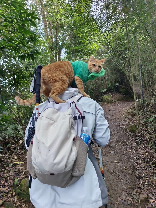 395268.jpg - 【苗栗.大湖】2022賞楓推薦。馬那邦山小百岳no.37。噴發的雲海超美+吳姊包子店早餐