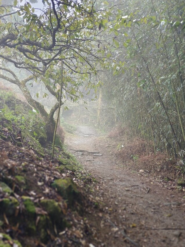 395273.jpg - 【苗栗.大湖】2022賞楓推薦。馬那邦山小百岳no.37。噴發的雲海超美+吳姊包子店早餐