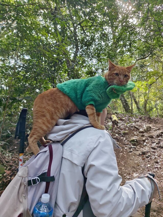 395258.jpg - 【苗栗.大湖】2022賞楓推薦。馬那邦山小百岳no.37。噴發的雲海超美+吳姊包子店早餐