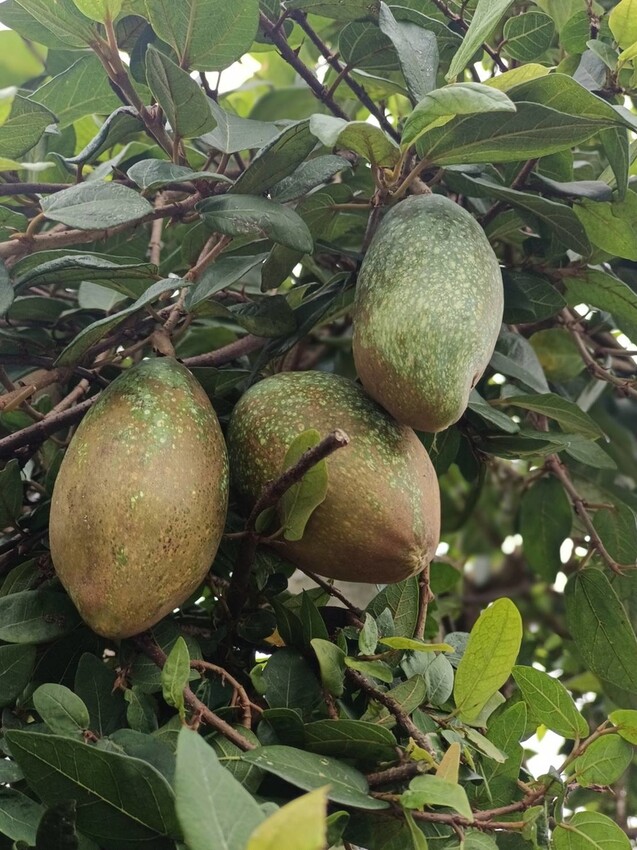 390694.jpg - 【宜蘭.員山】太平山下的寵物樂園。豐盛愛玉店家免費招待品嘗愛玉+逛愛玉園解說愛玉生長史