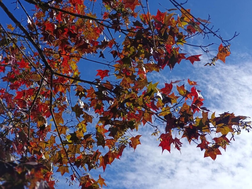 395247.jpg - 【苗栗.大湖】2022賞楓推薦。馬那邦山小百岳no.37。噴發的雲海超美+吳姊包子店早餐