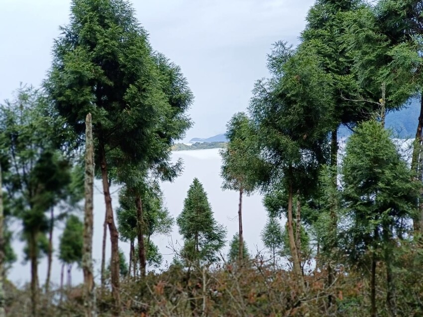 395272.jpg - 【苗栗.大湖】2022賞楓推薦。馬那邦山小百岳no.37。噴發的雲海超美+吳姊包子店早餐